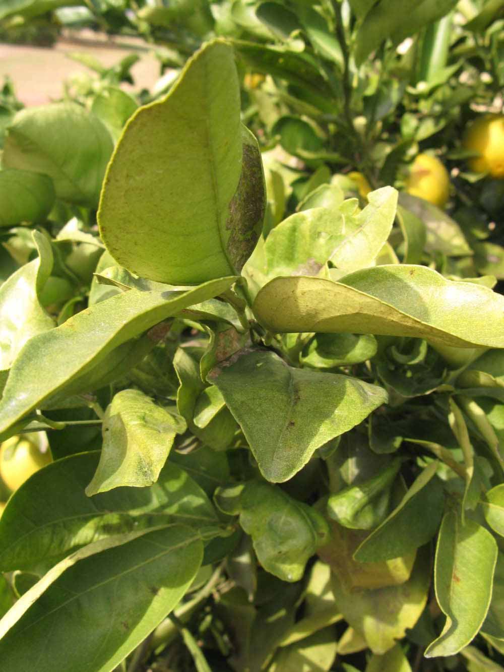            Sun leaves (Winter Haven, FL)   